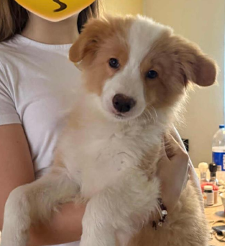 Border kólia, Borderka