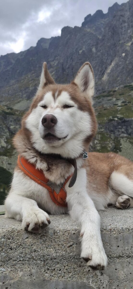 Sibírsky husky na krytie