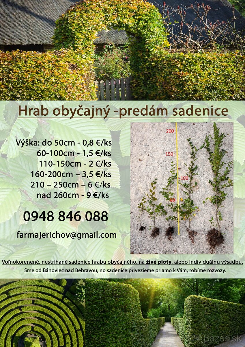 Predám Hraby, na živý plot alebo samostatnú výsadbu