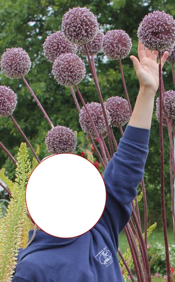 Okrasný cesnak summer drummer 180 cm