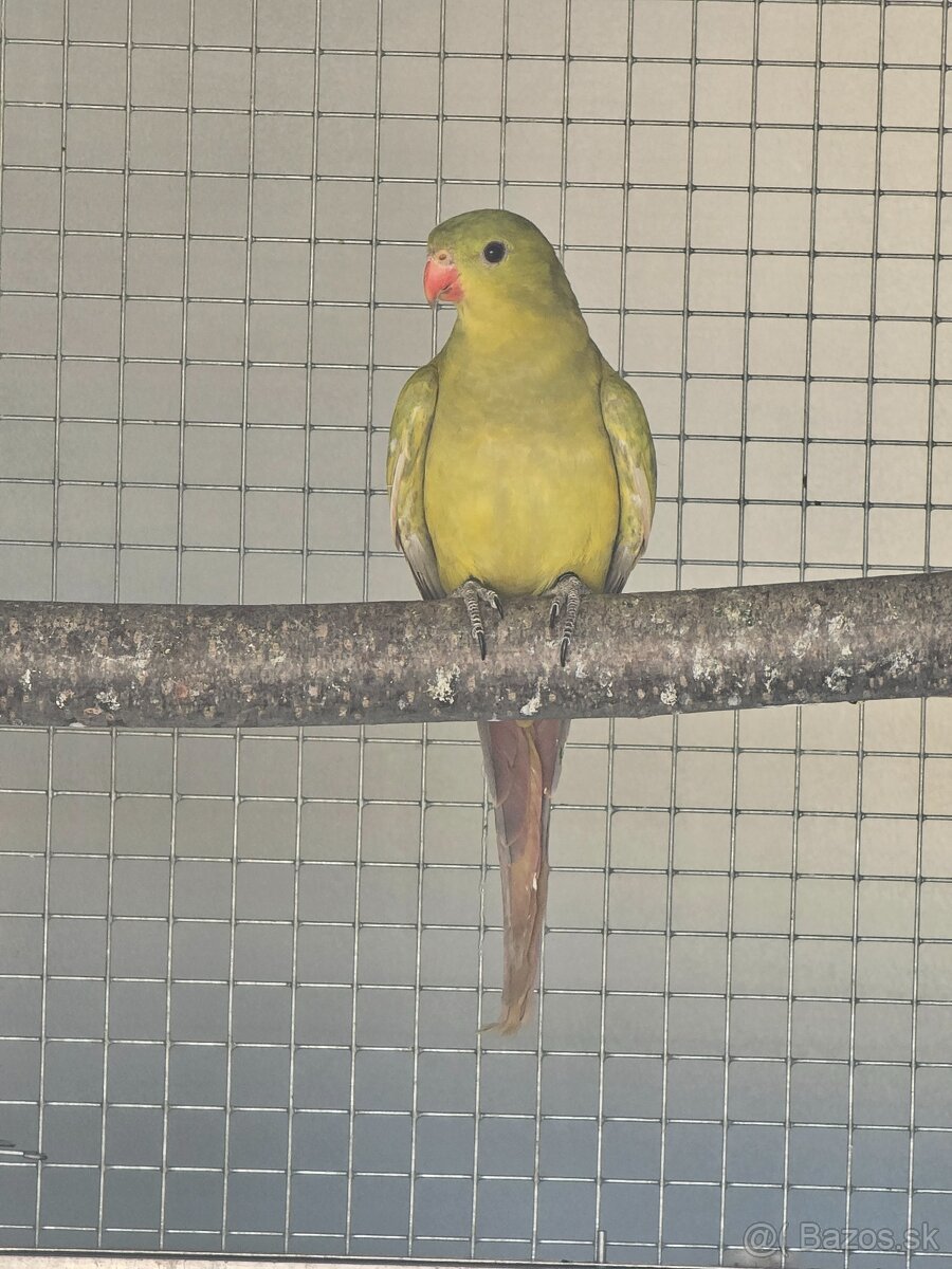 Horsky pastel