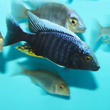 Africké cichlidy