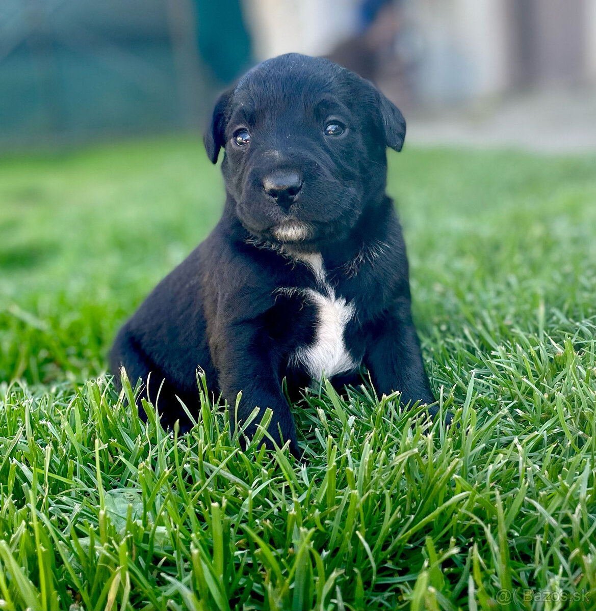 Labrador steniatka
