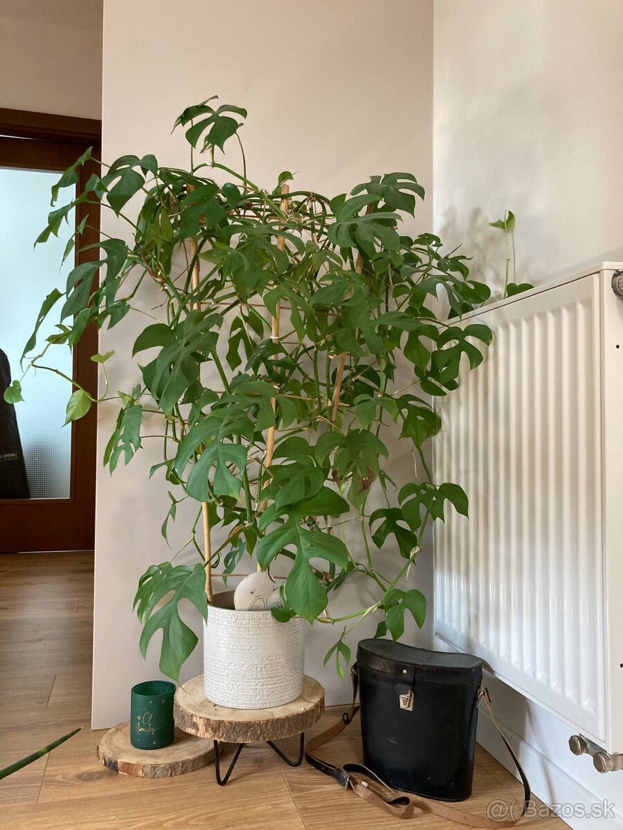 Monstera minima VELKA