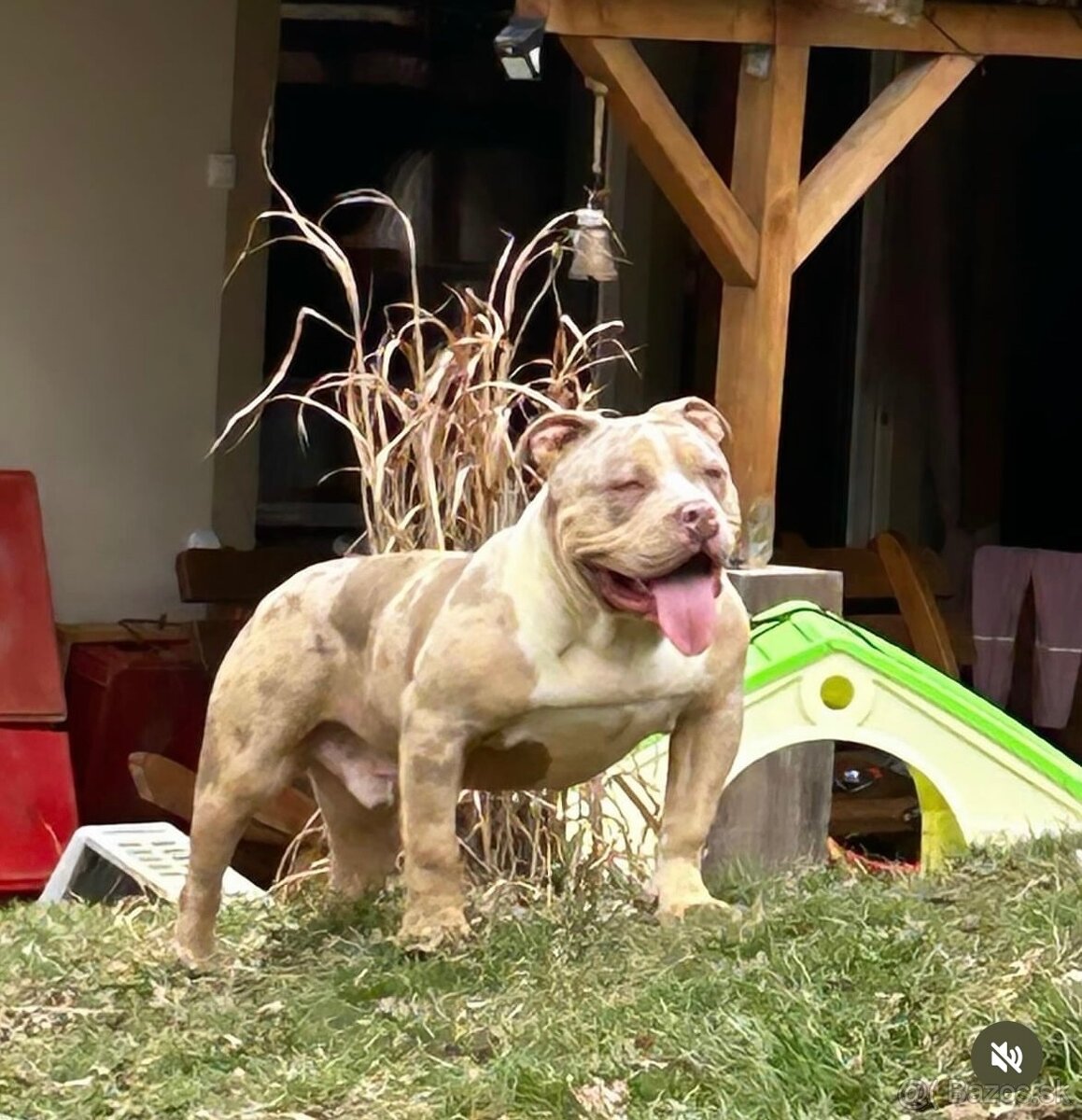 American bully standard/extreme