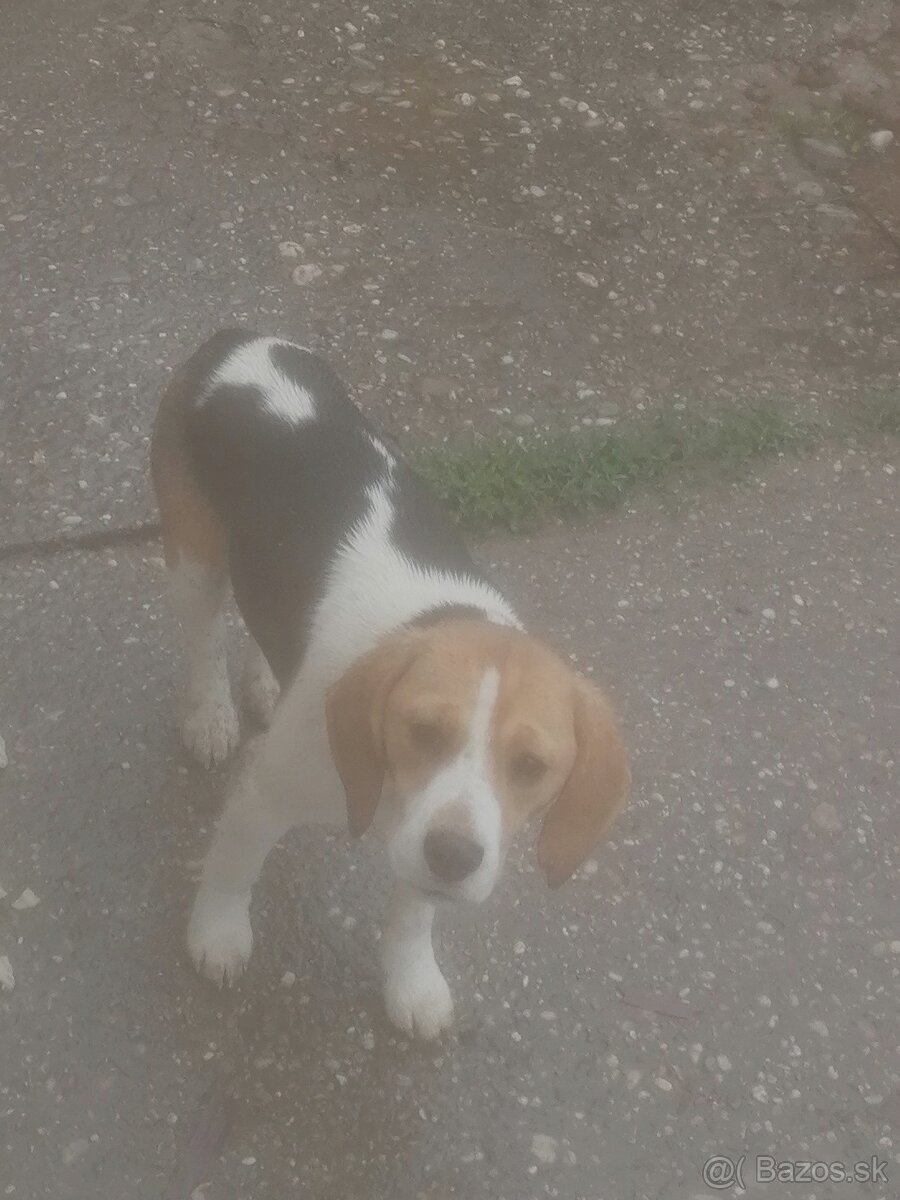 Fero