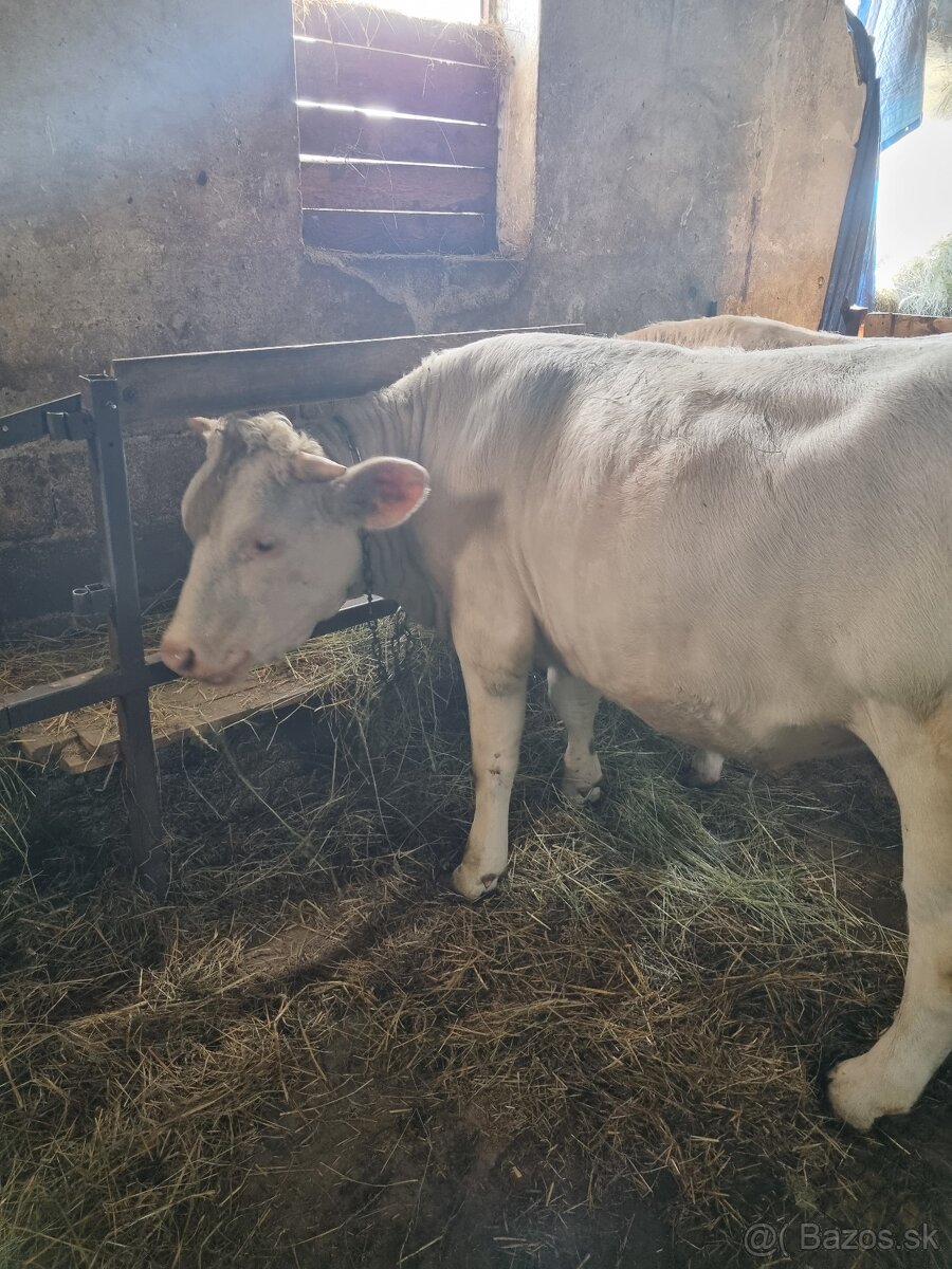 Jalovica charolais