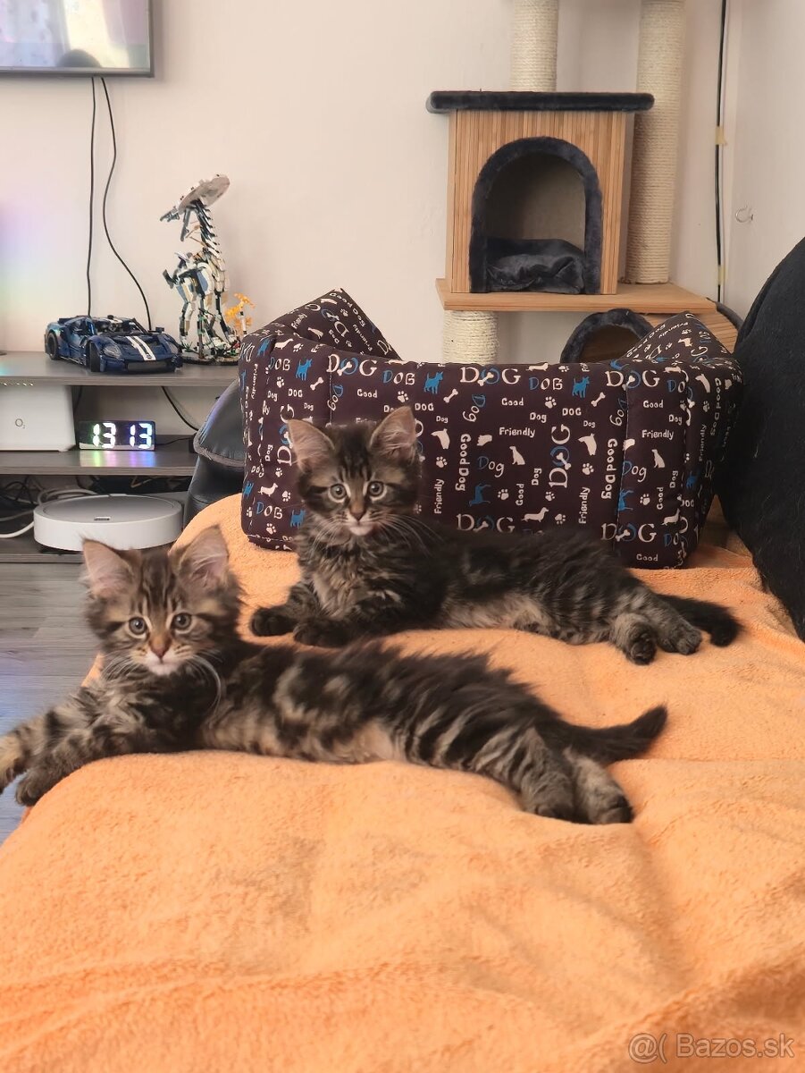 Maine Coon