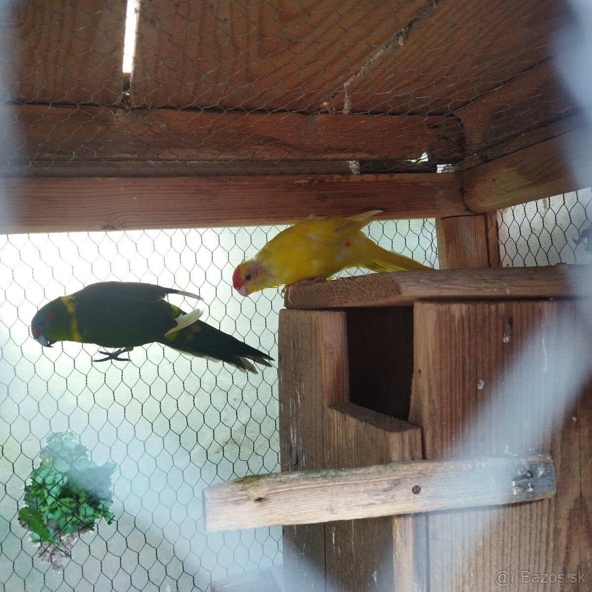 Kakariky