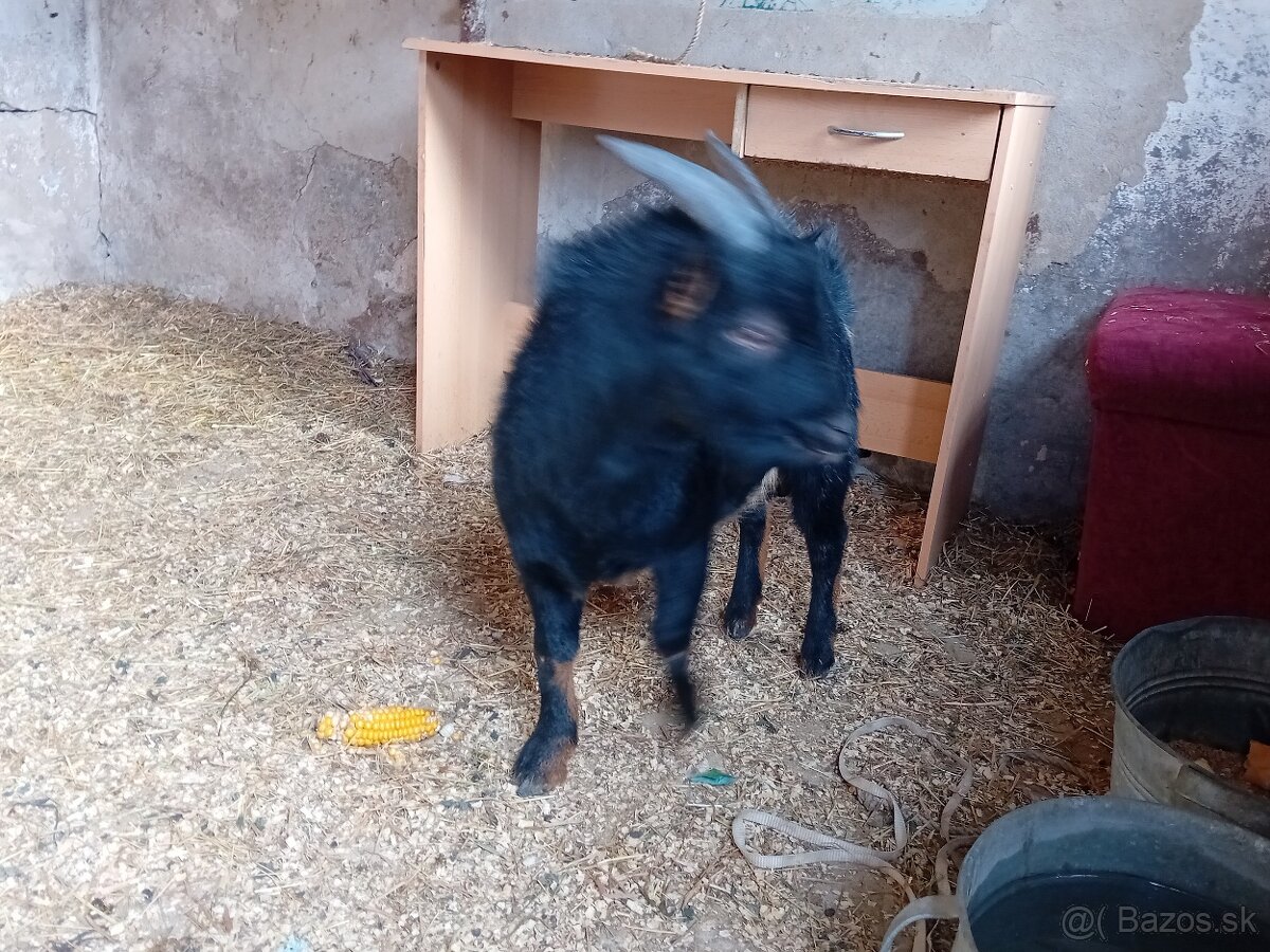 Holandské zakrslé kozy