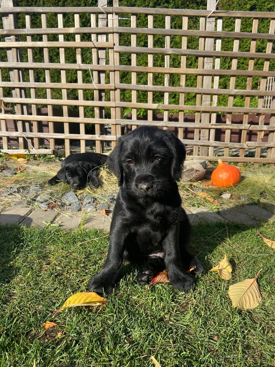 Šteniatko kríženca