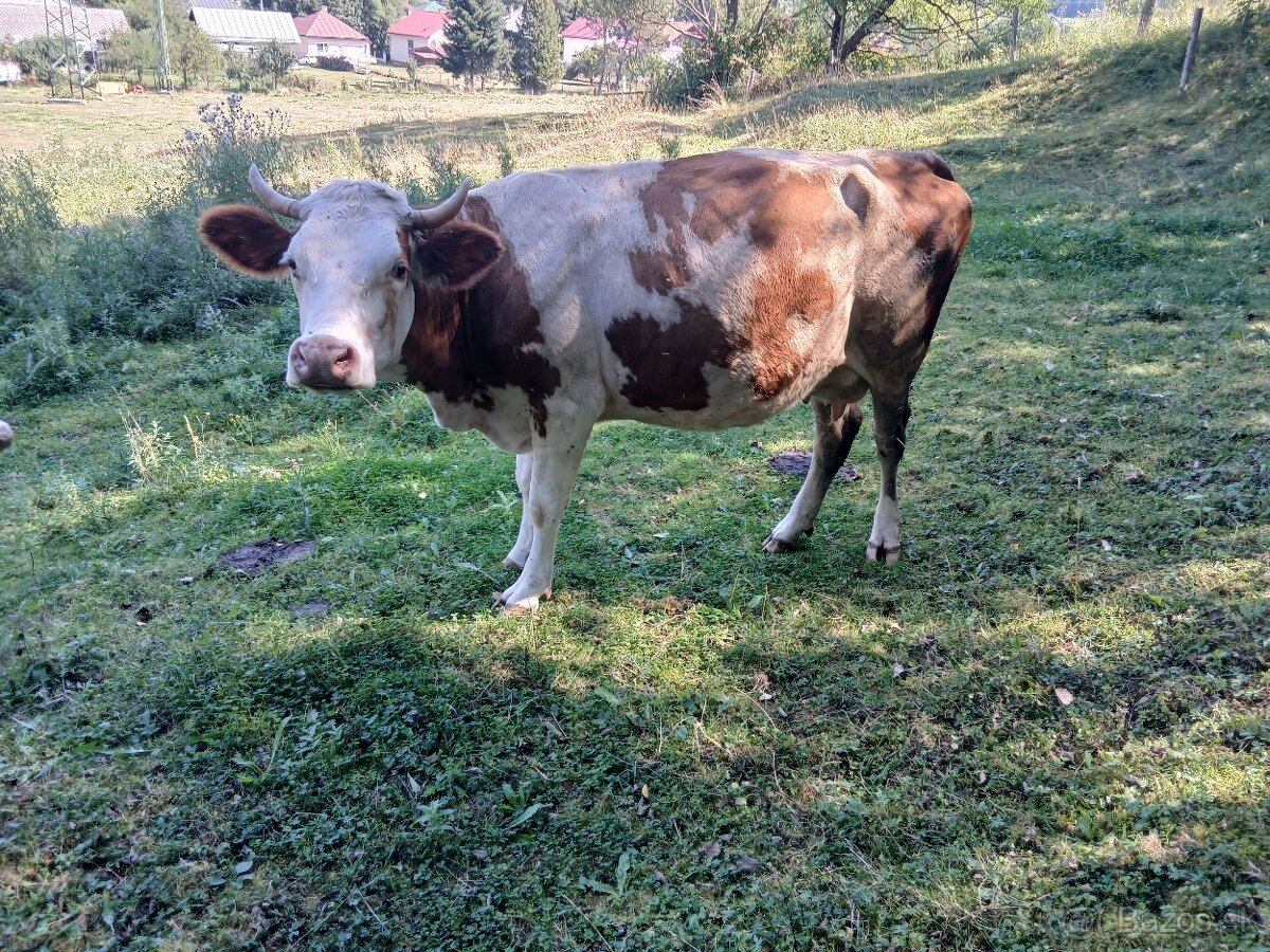 Predám kravu