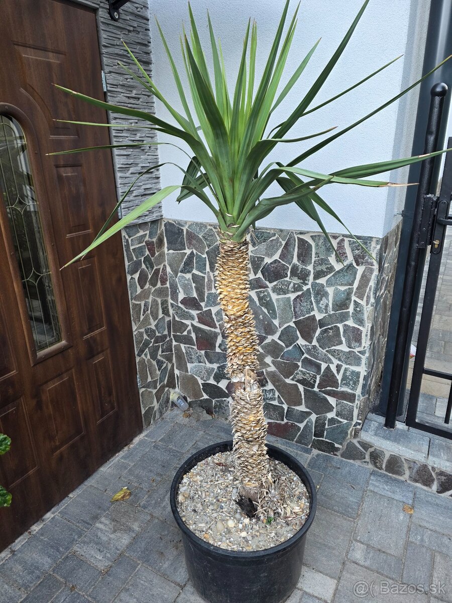 Yucca stromová