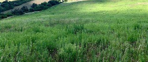 NITRA - Chrenová /....