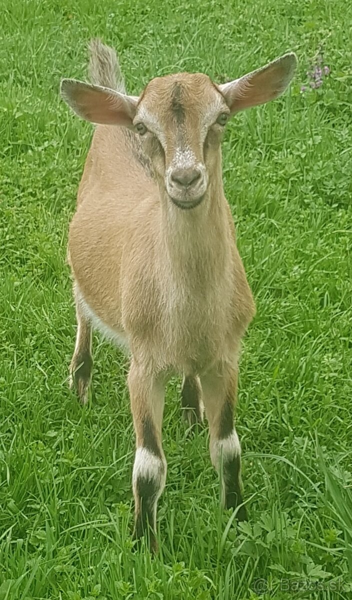 Predám mladého capka na plemeno