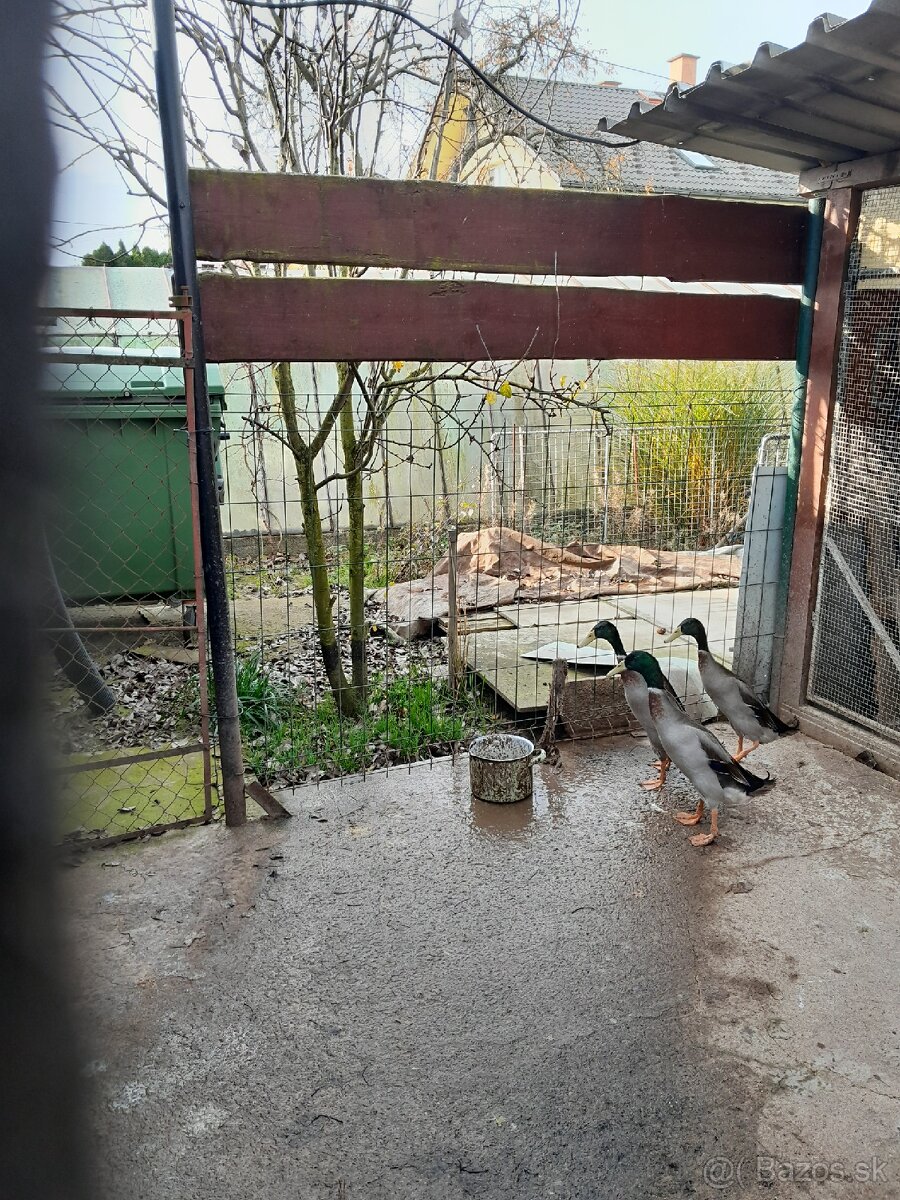 Predam indické bežce