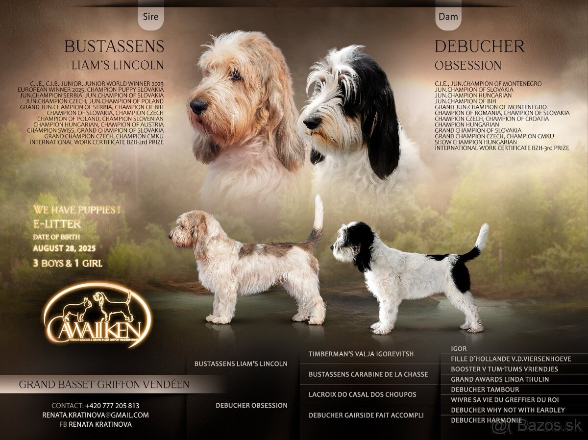 Velký hrubosrstý vendéeský baset