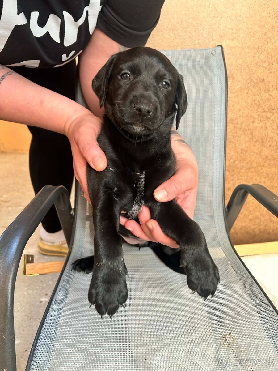 🐶 Šteniatka – krížence, len do dobrých rúk