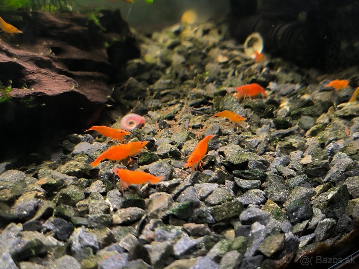 Orange Sakura Krevety