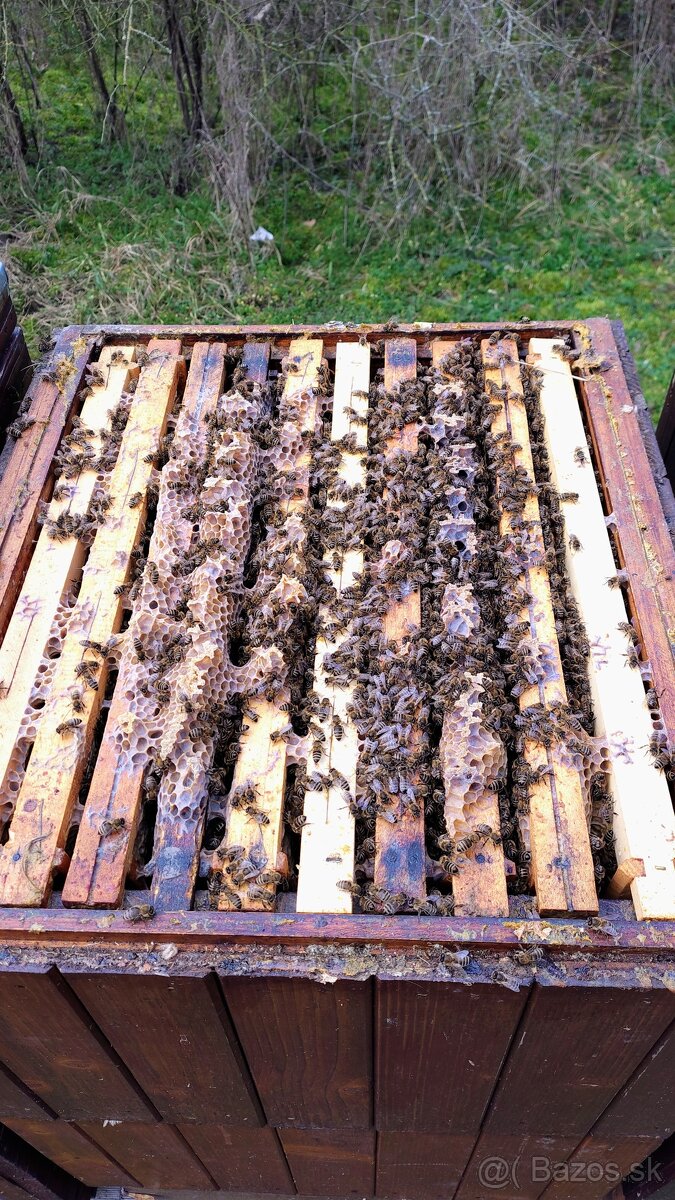 Včely rámikova miera B