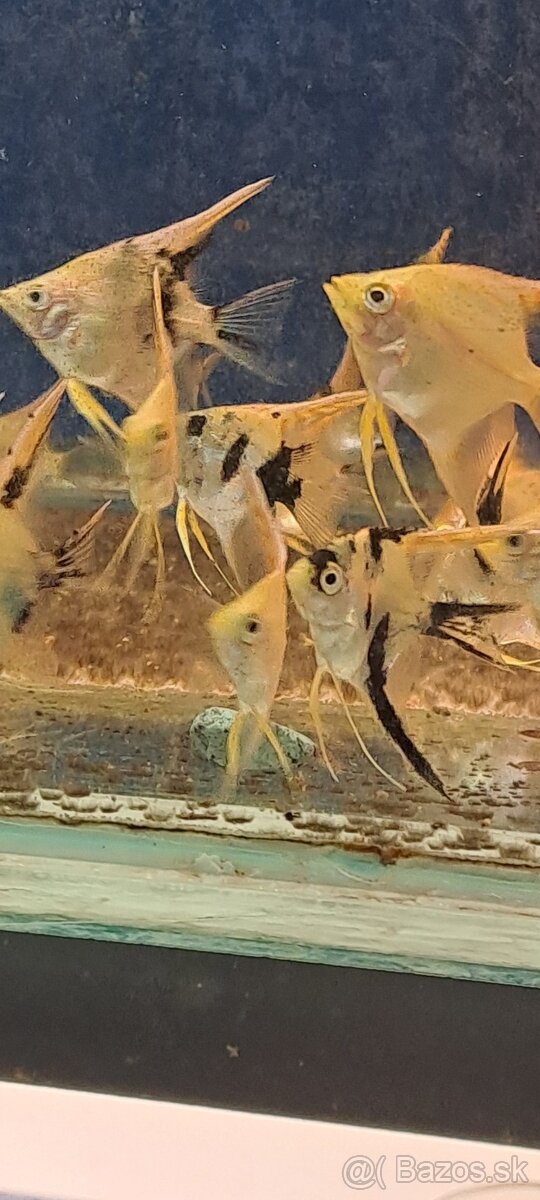 Skalar ,,gold marble"