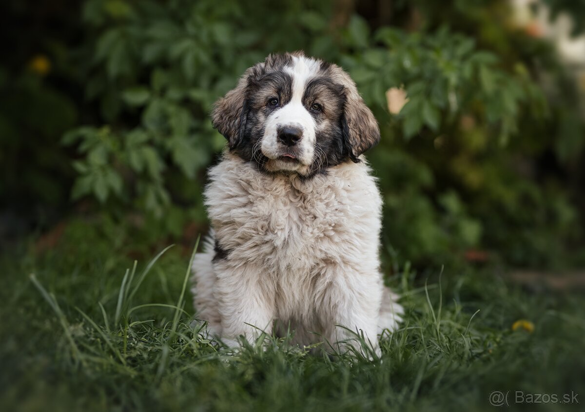 Pyrenejský mastin s PP