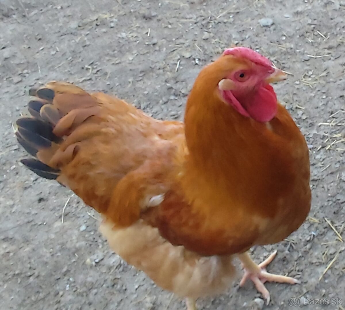 Násadové vajcia oravka žltohnedá
