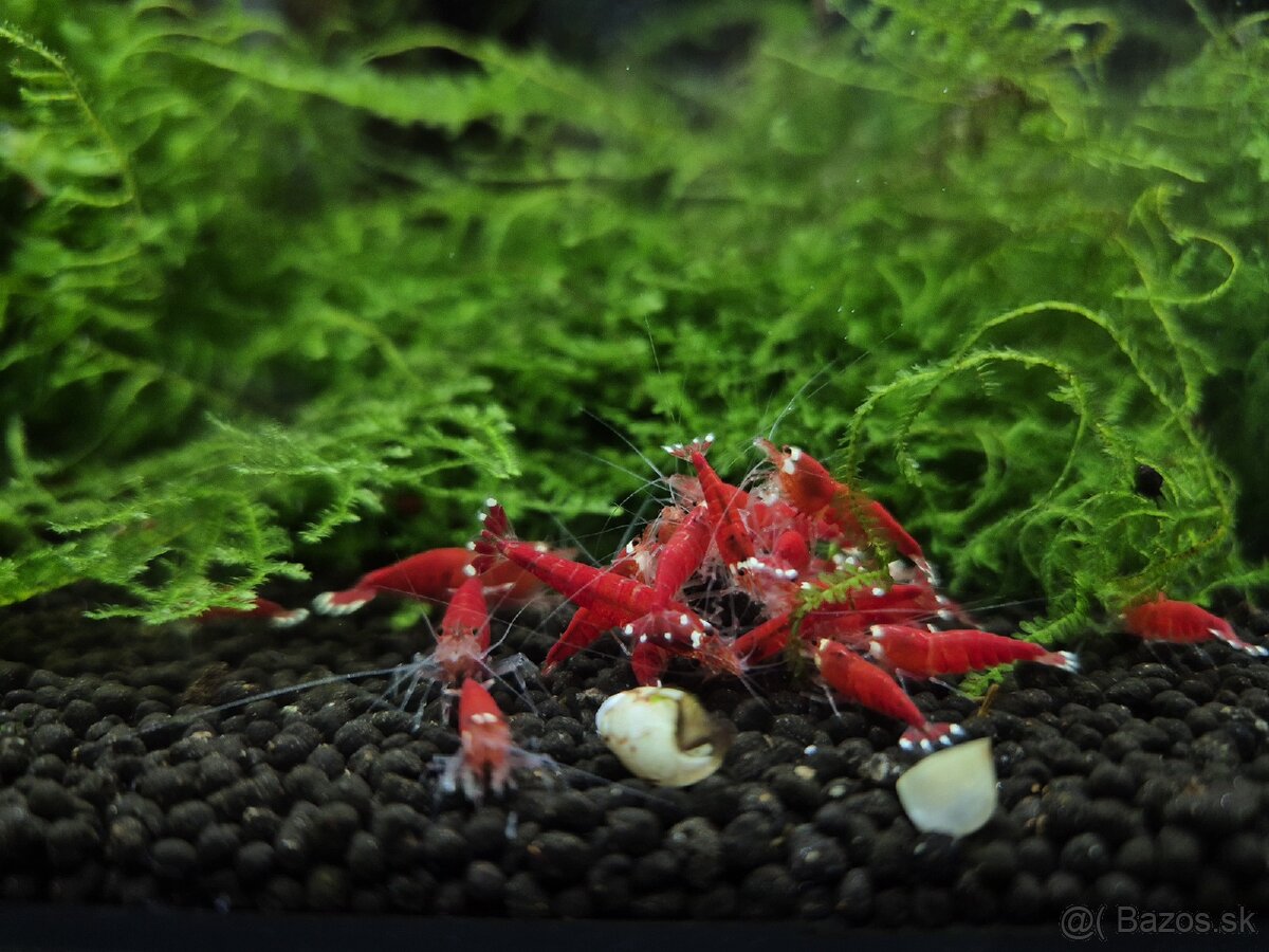 Krevetky caridina