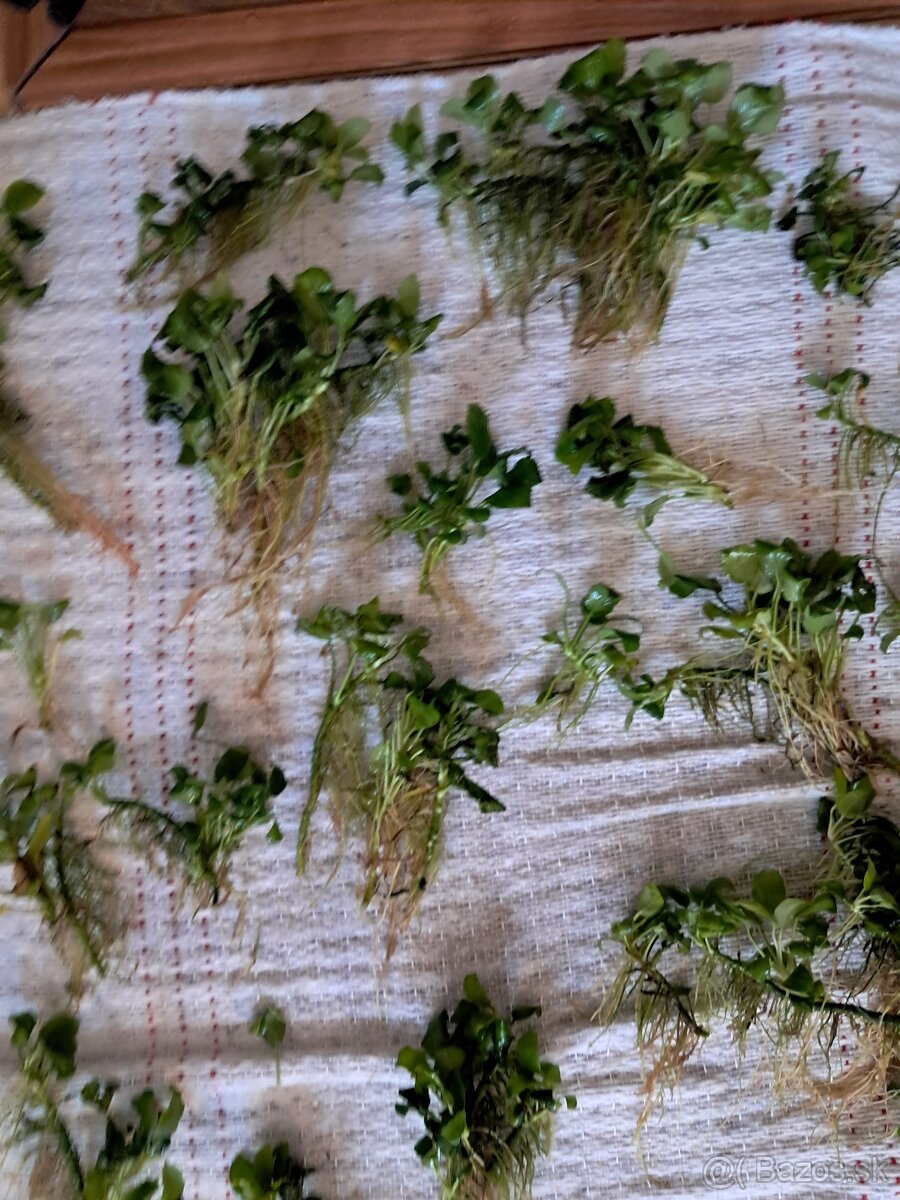 Anubias