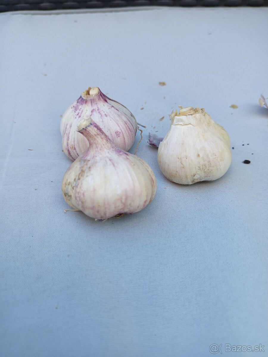 Cesnak domaci