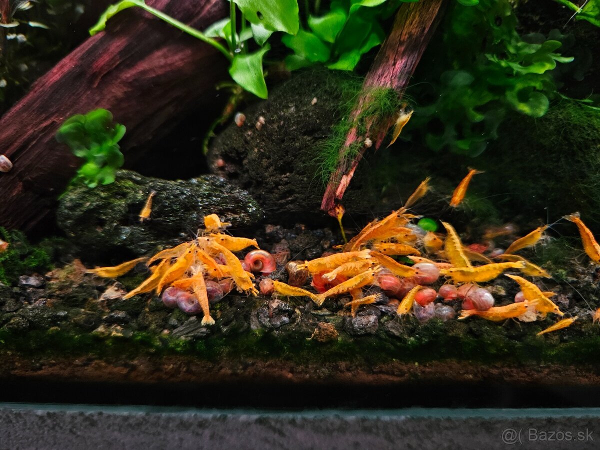 Neocaridina davidi - yellow fire