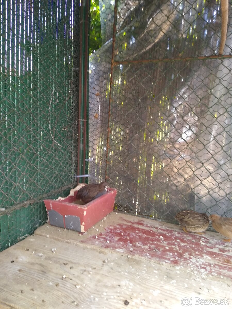 Predám prepelice činske