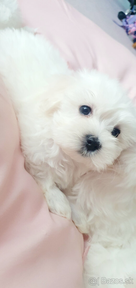 Predám šteniatko maltezáka (psík)