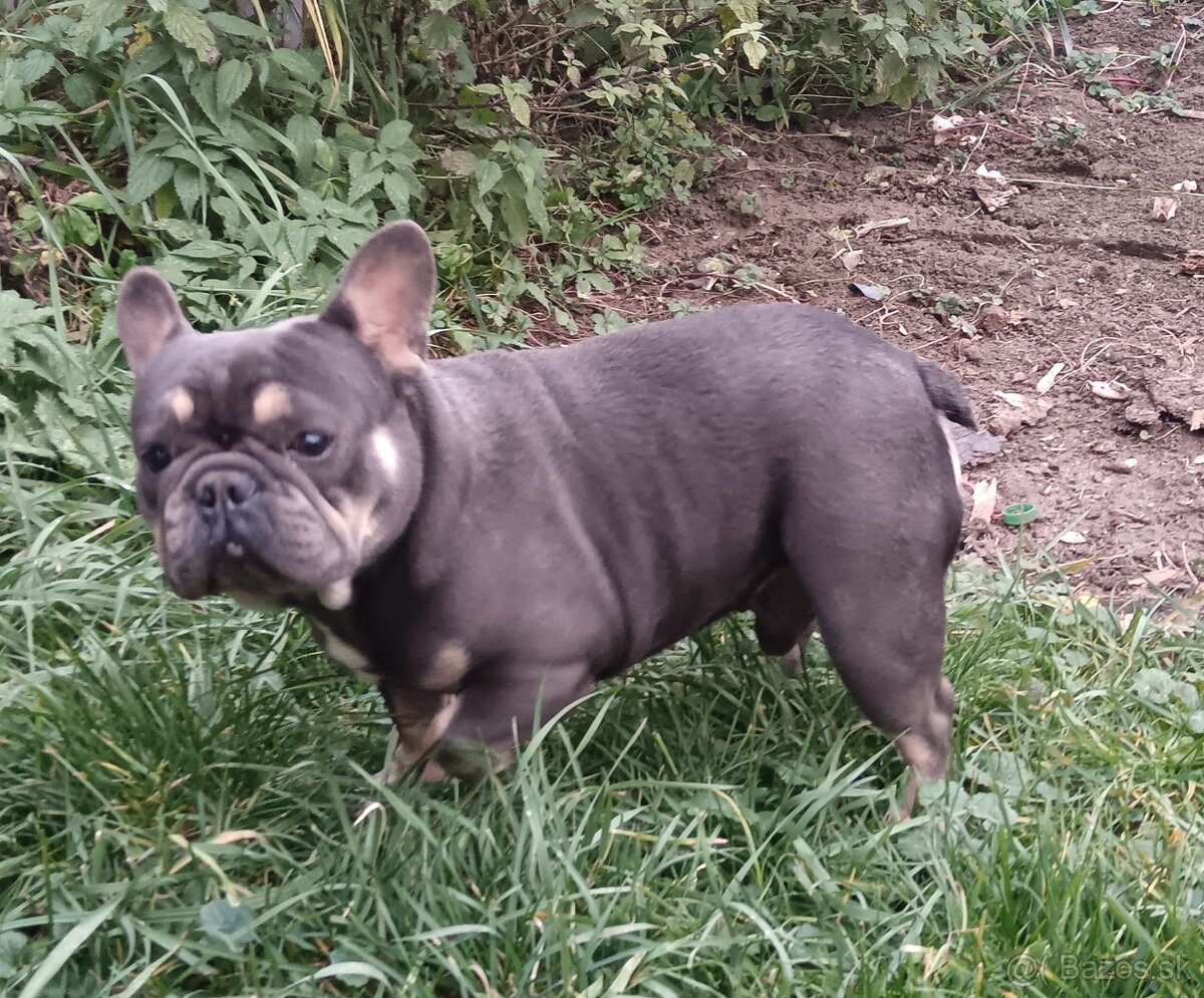 Francúzsky buldoček