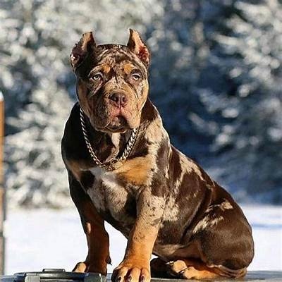 Sháním štěně american bully xxl