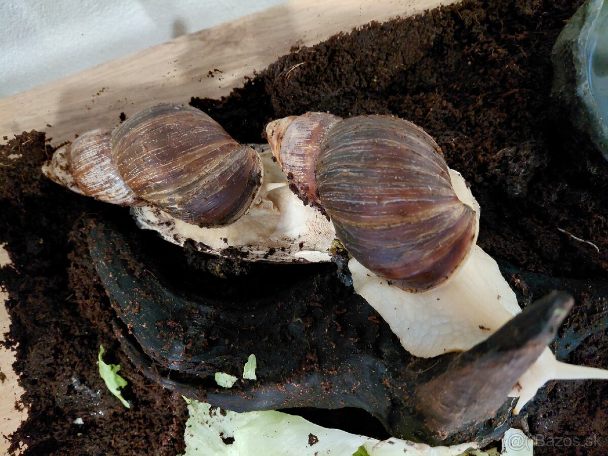 Darujem slimakov lissachatina fulica albino body