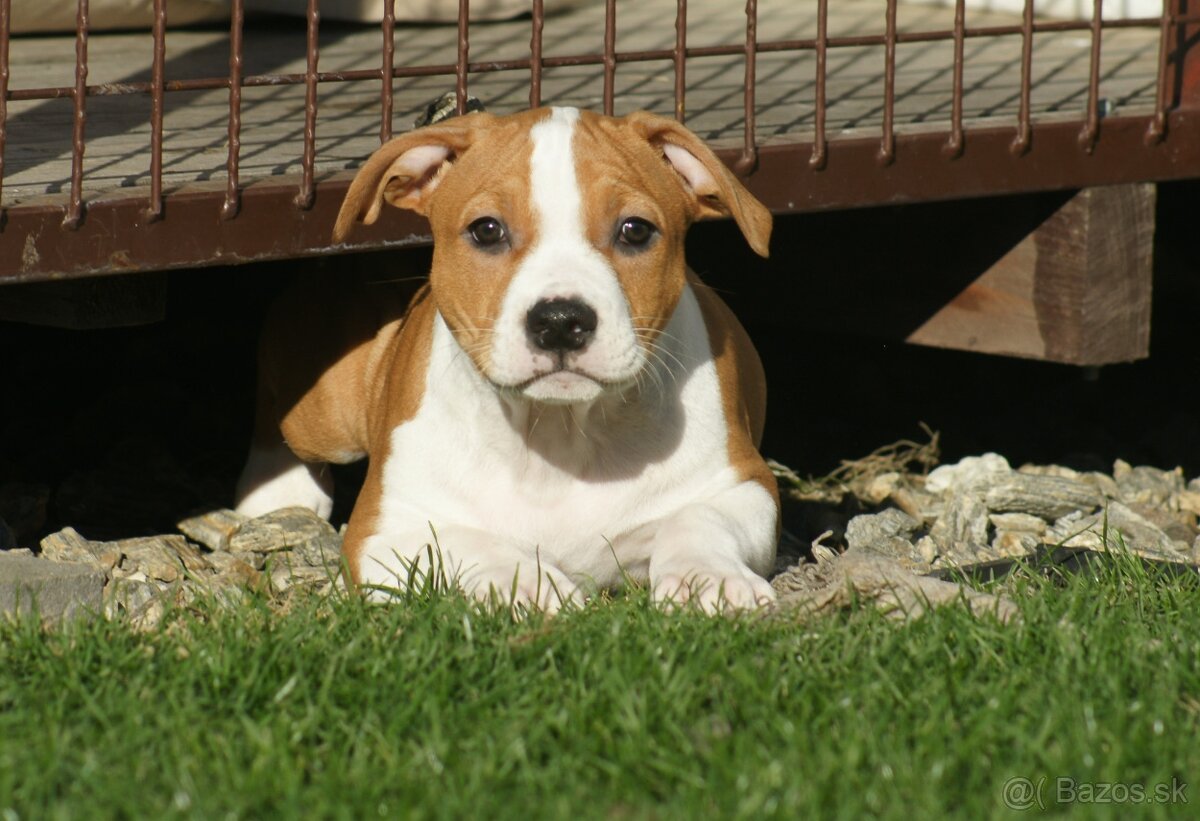 Fenka Amira 🐶 Americký Stafordšírsky teriér s PP 🐾 🩷