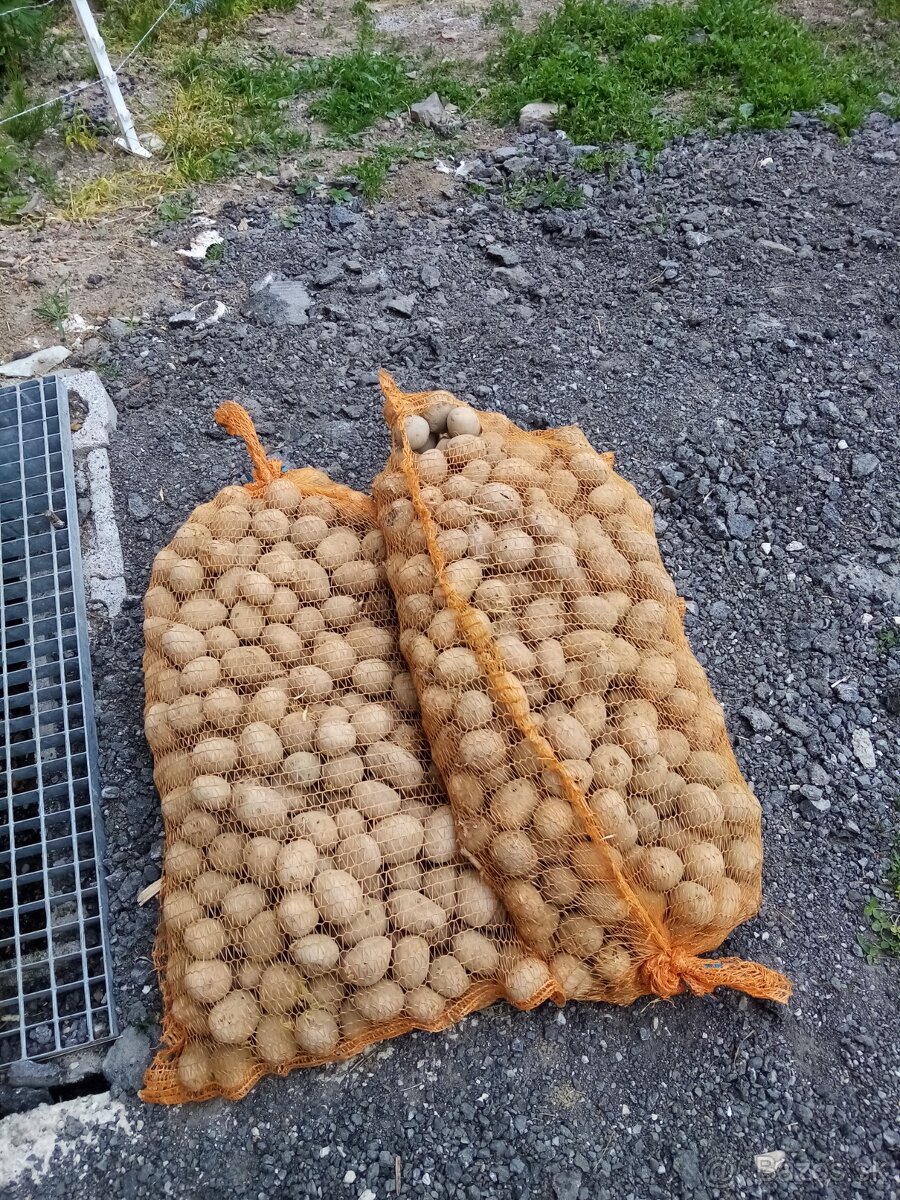 Predám zemiaky