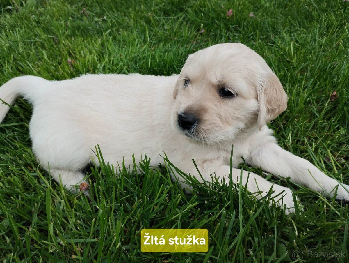 Zlatý retriever šteniatka