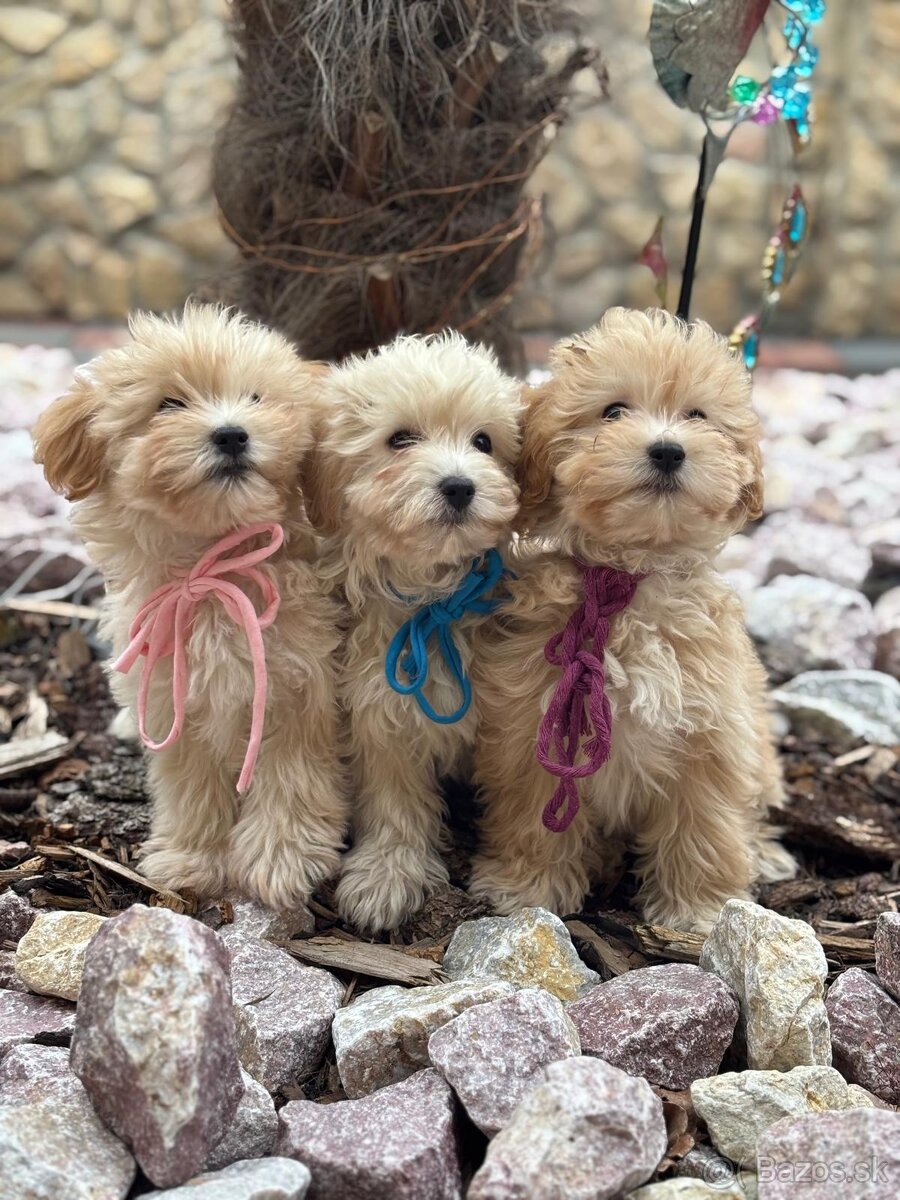 Maltipoo