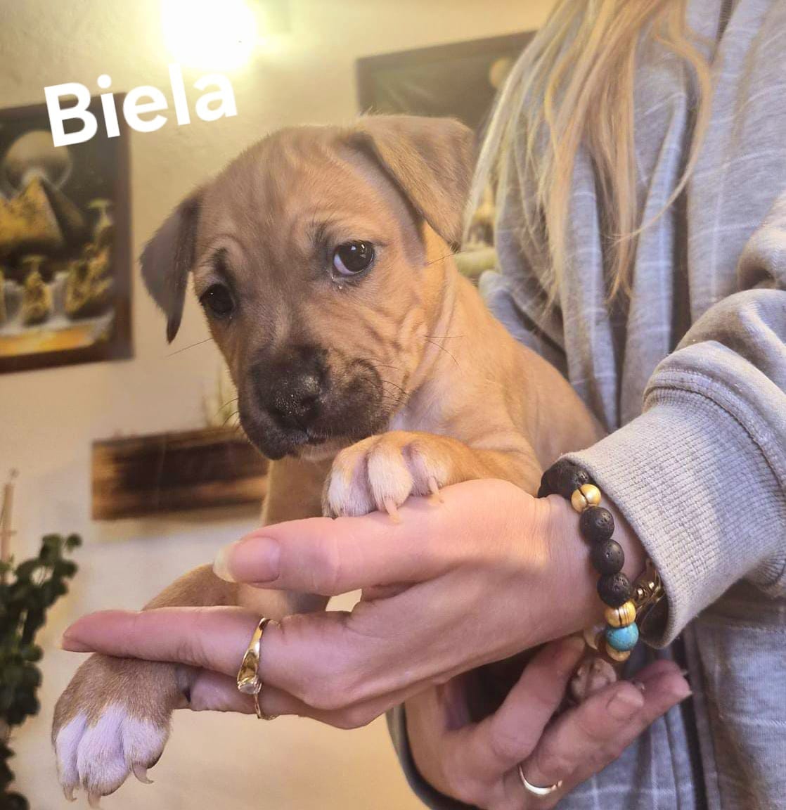 Americký stafordšírsky teriér