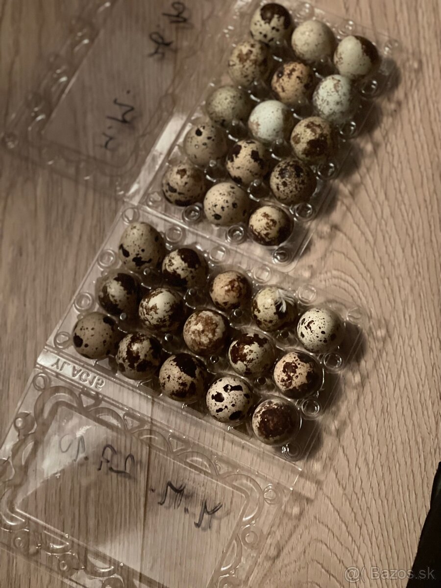 Prepeličie vajíčka