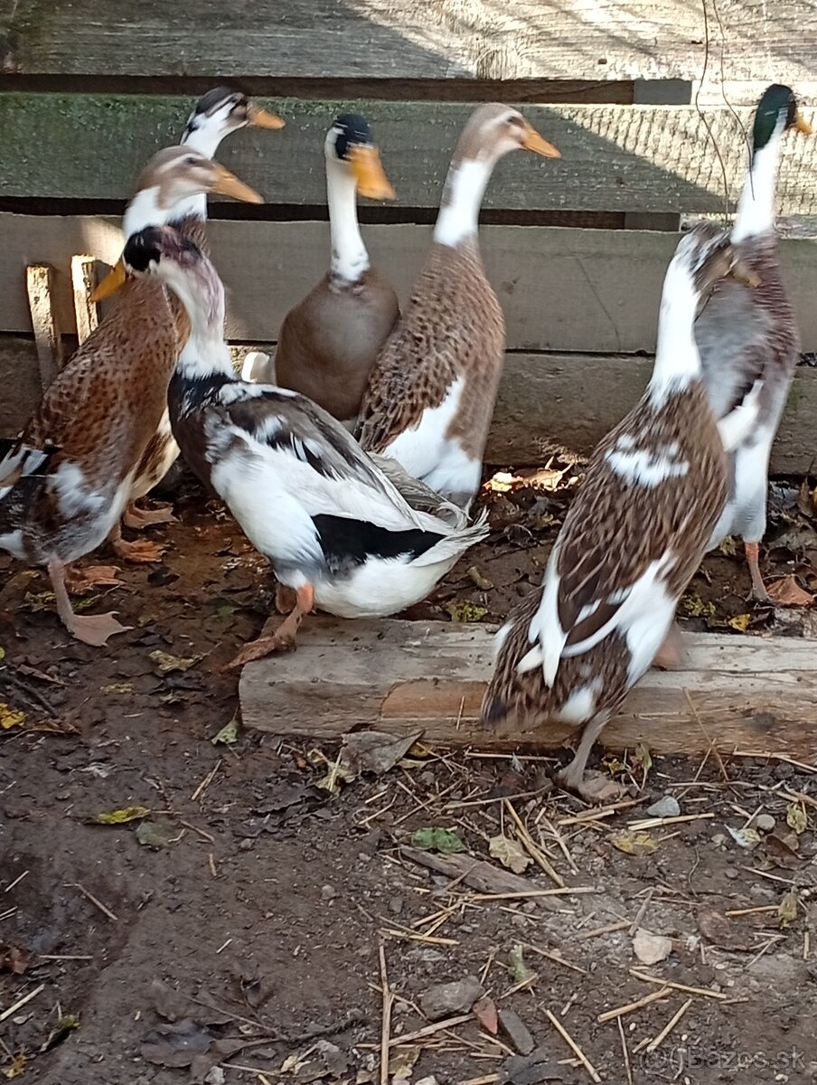 Predám kačice, morky