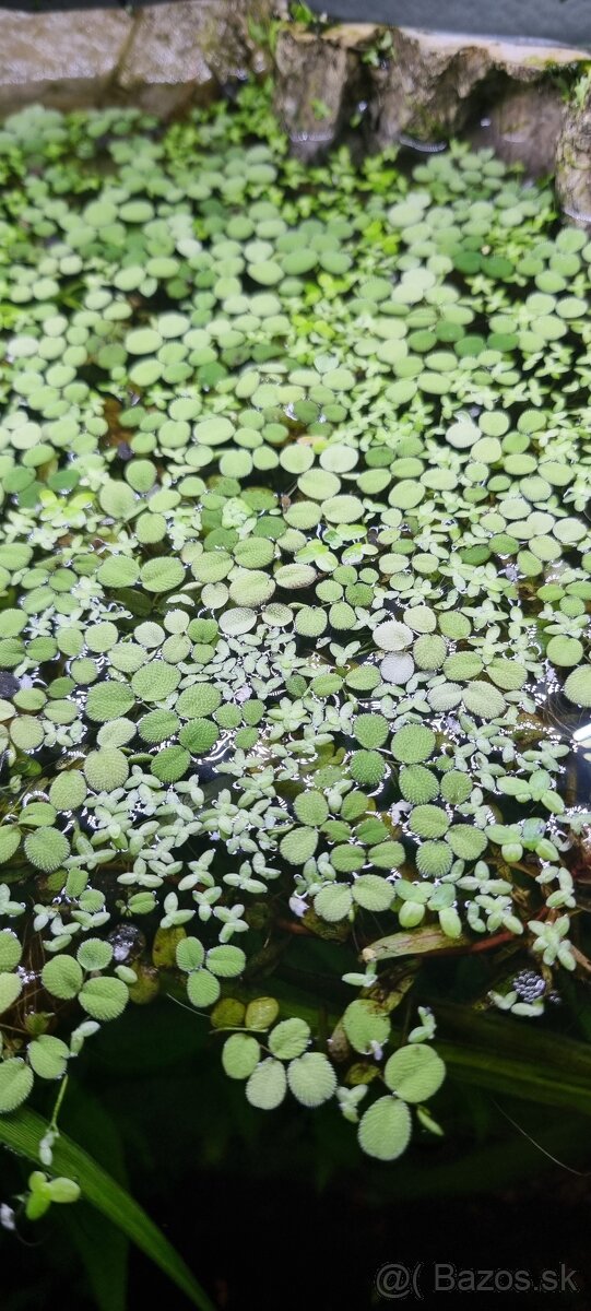 Plávajúce rastliny