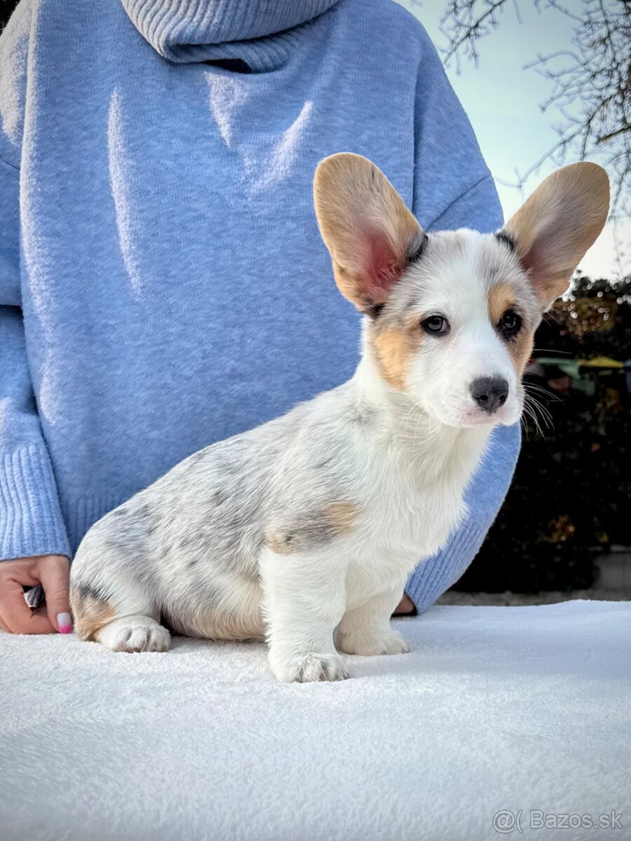 Welsh corgi cardigan.