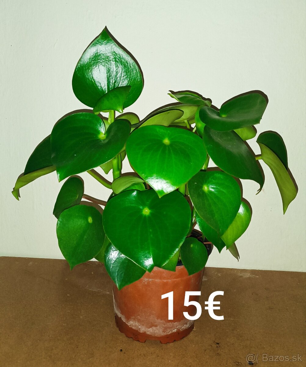Peperomia