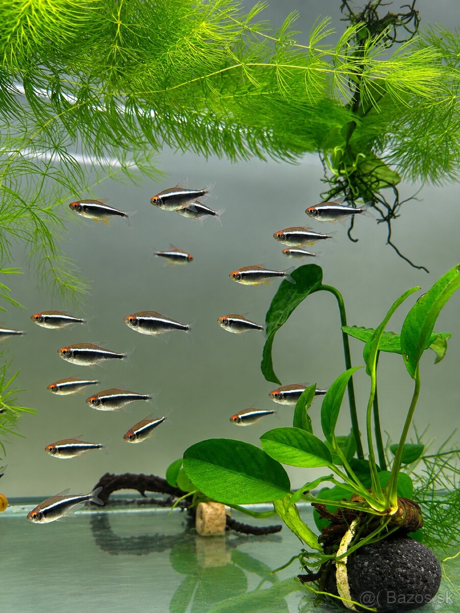 🐟 Neónka čierna (Hyphessobrycon herbertaxelrodi)