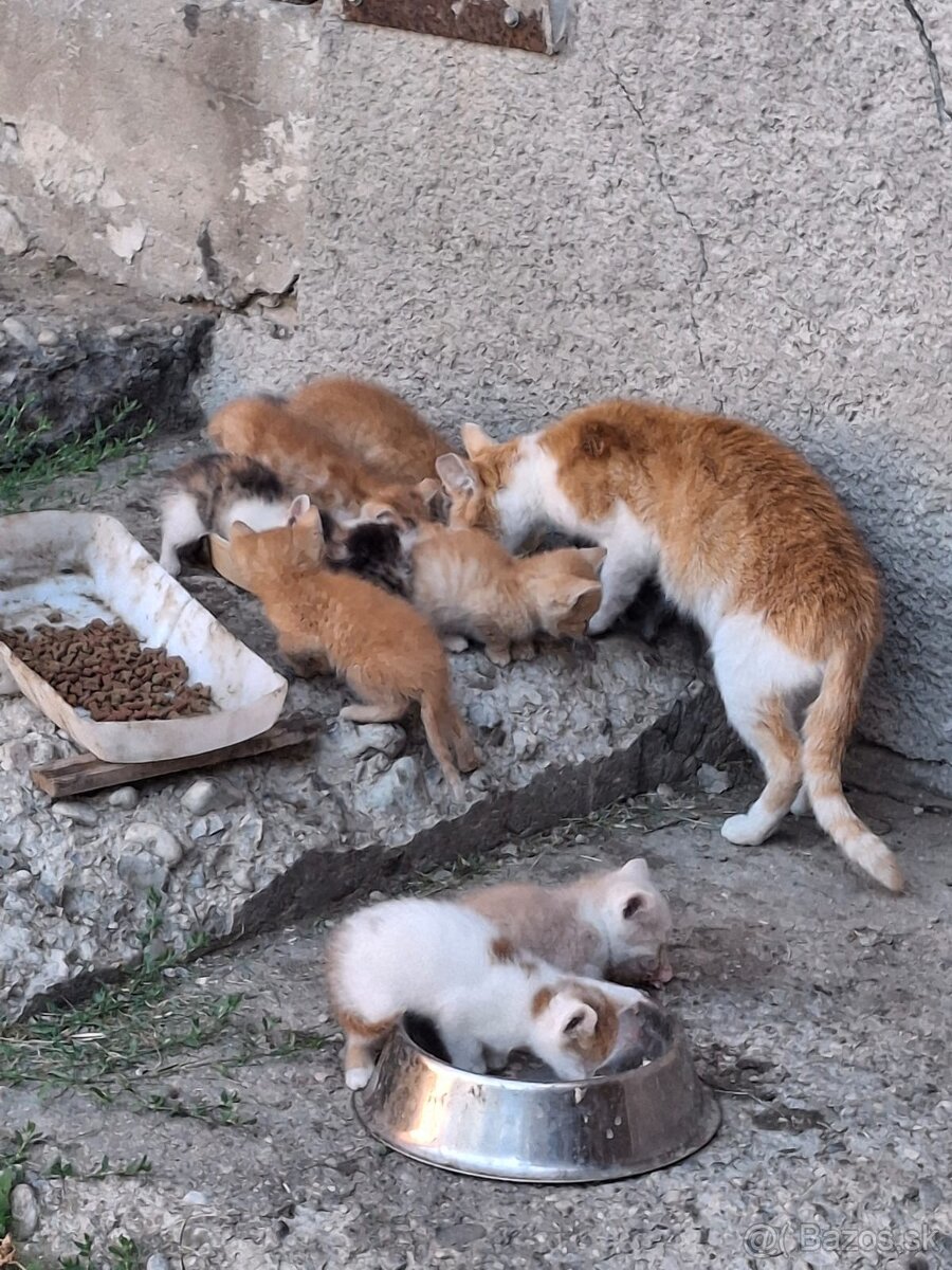 Darujem mačiatka
