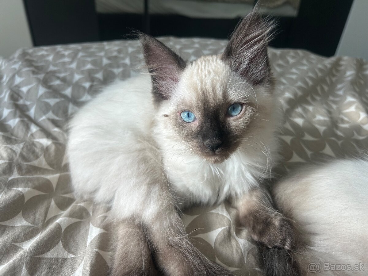 Ragdoll mačiatka