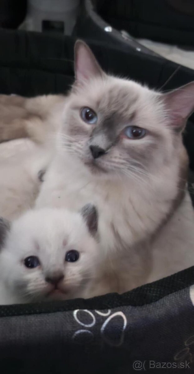 Ragdoll Blue